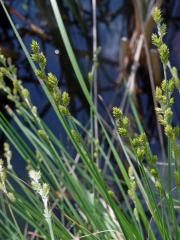 Ostřice šedavá (Carex canescens L.)