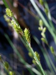 Ostřice šedavá (Carex canescens L.)