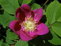 Růže převislá (Rosa pendulina L.)