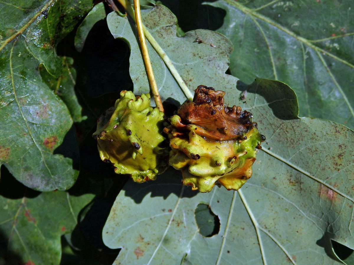 Hálky žlabatky kalichové (Andricus quercuscalicis)