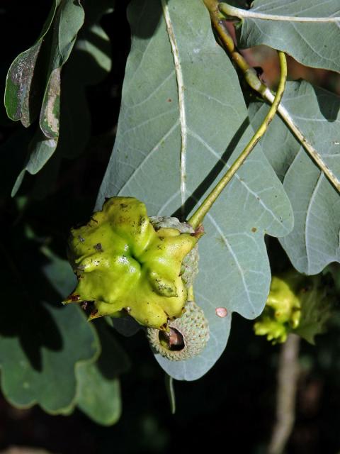 Hálky žlabatky kalichové (Andricus quercuscalicis)