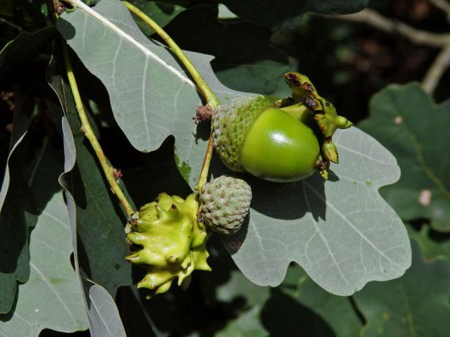 Hálky žlabatky kalichové (Andricus quercuscalicis)