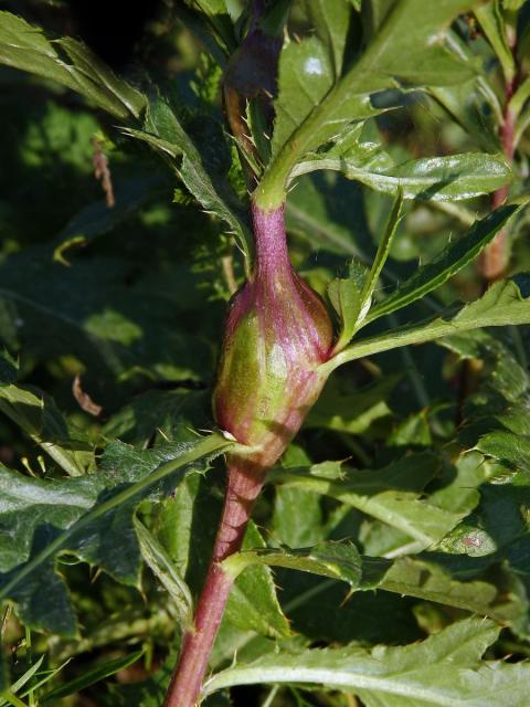 Hálky dvoukřídlé Urophora cardui, pcháč oset (Cirsium arvense (L.) Scop.)