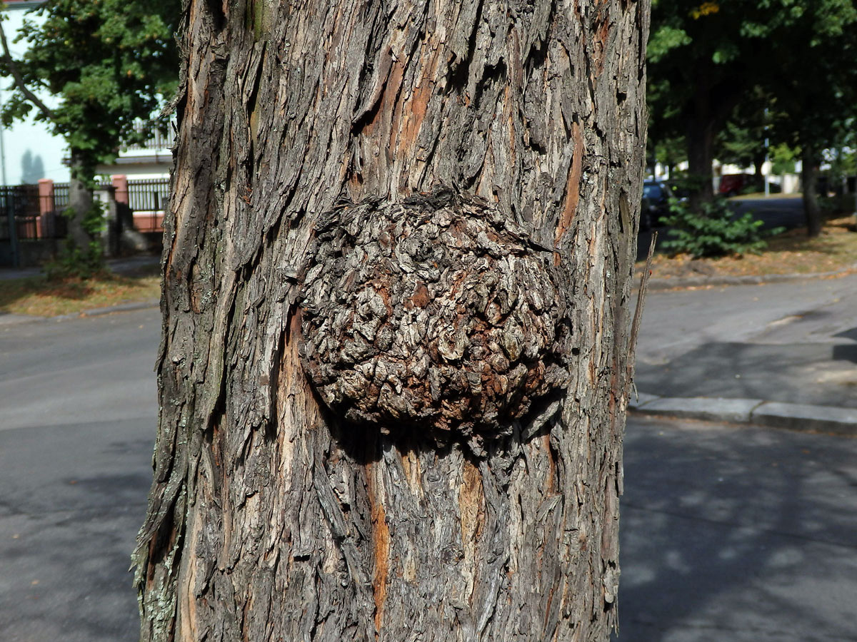 Nádor na hlohu obecném (Crataegus laevigata (Poiret) DC.) (4)