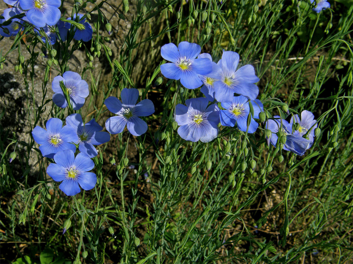 Len rakouský (Linum austriacum L.)