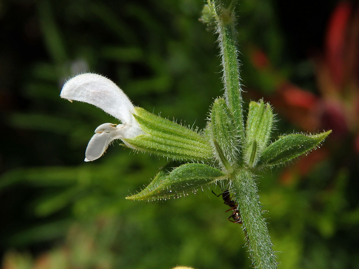 Šalvěj zahradní (Salvia viridis L.) s bílými květy