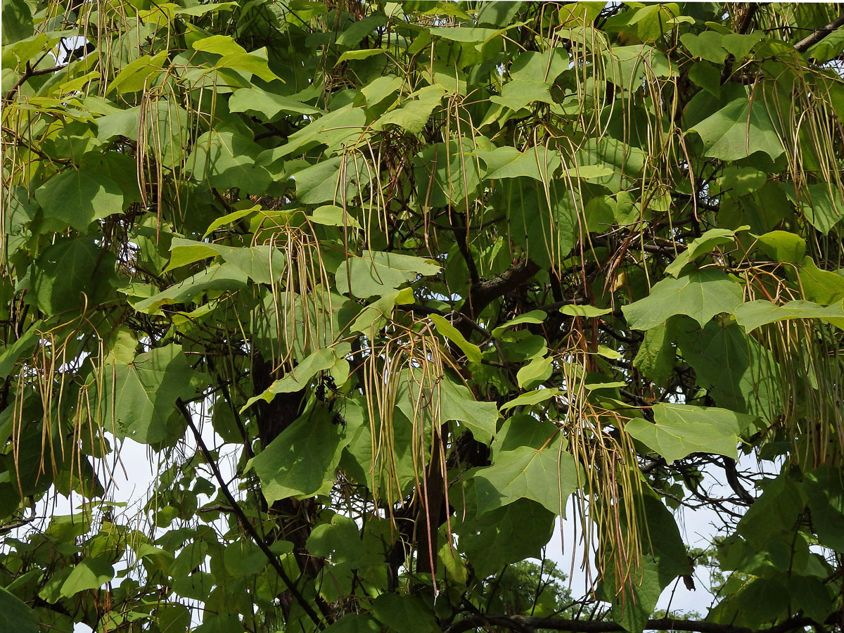 Katalpa vejčitá (Catalpa ovata G. Don)