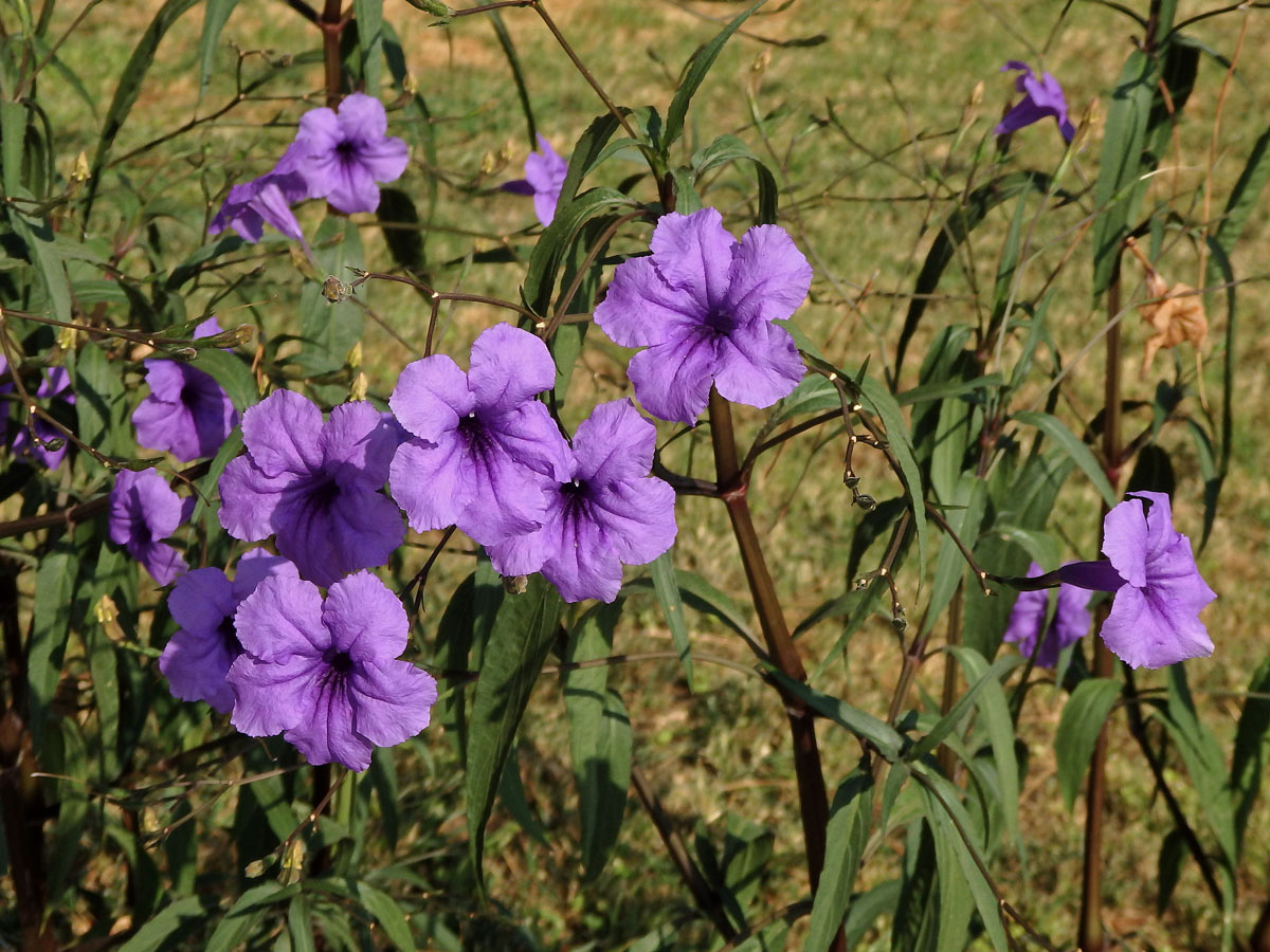 Ruellia brittoniana Leonard