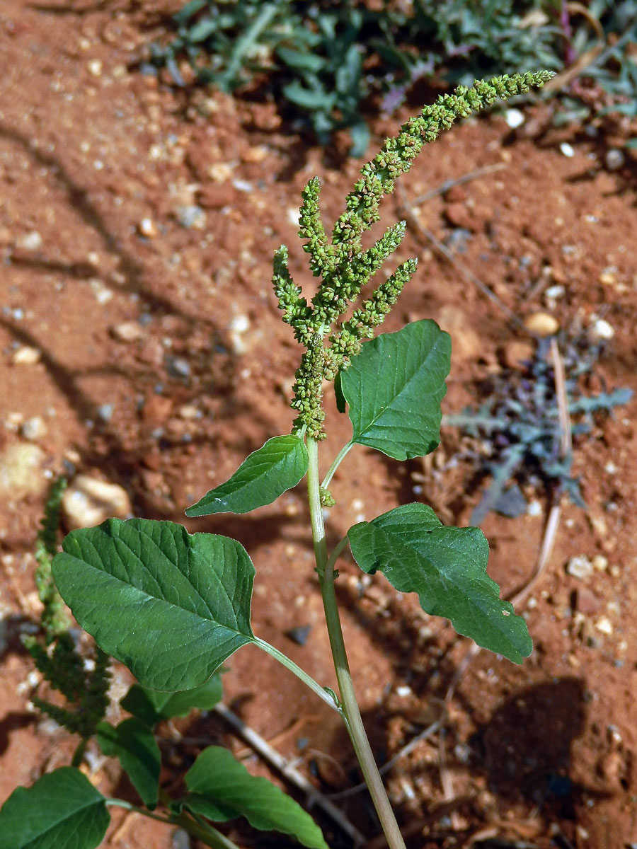 Laskavec zelený (Amaranthus viridis L.)