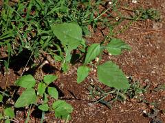 Laskavec zelený (Amaranthus viridis L.)