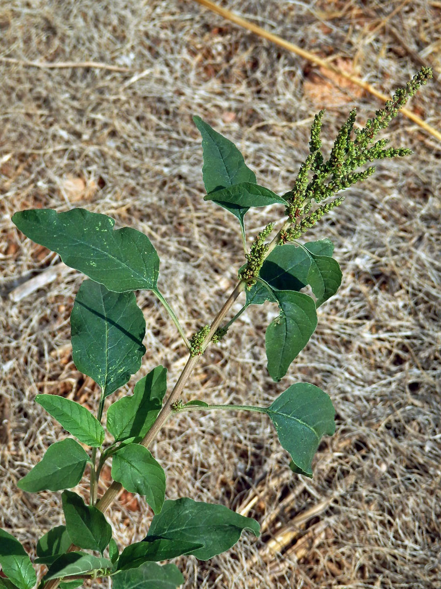 Laskavec zelený (Amaranthus viridis L.)