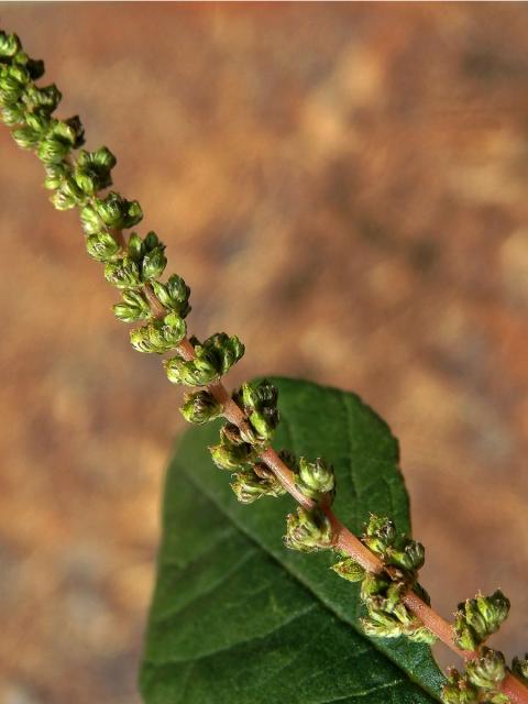 Laskavec zelený (Amaranthus viridis L.)