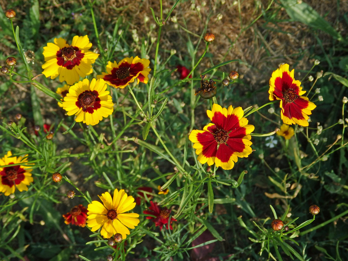 Krásnoočko barevné (Coreopsis tinctoria Nutt.)