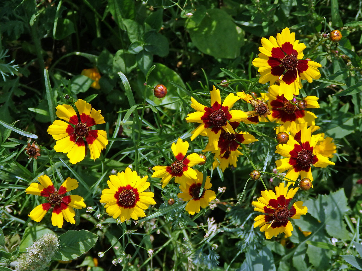 Krásnoočko barevné (Coreopsis tinctoria Nutt.)