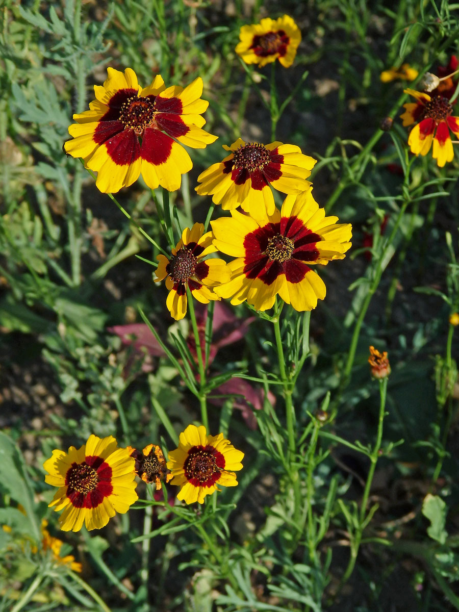 Krásnoočko barevné (Coreopsis tinctoria Nutt.)