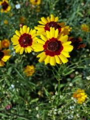 Krásnoočko barevné (Coreopsis tinctoria Nutt.)