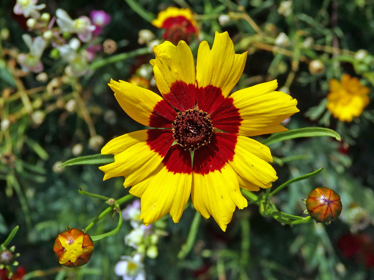 Krásnoočko barevné (Coreopsis tinctoria Nutt.)