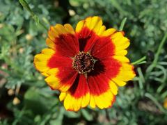 Krásnoočko barevné (Coreopsis tinctoria Nutt.)