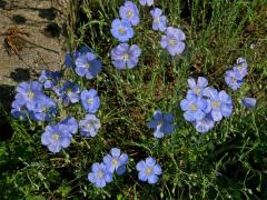 Len rakouský (Linum austriacum L.)