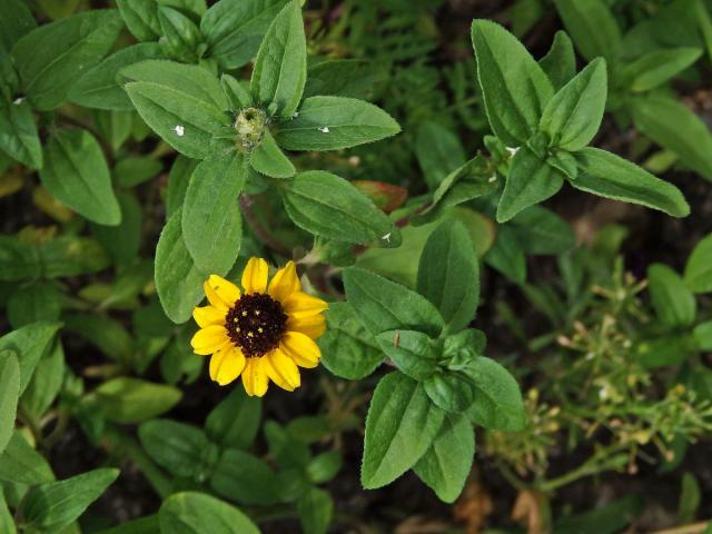 Sanvitalia procumbens Lam.