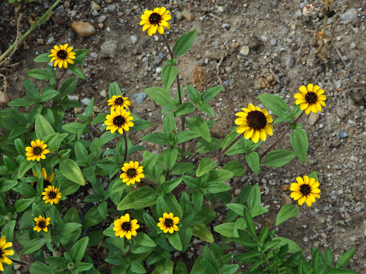 Sanvitalia procumbens Lam.