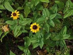 Sanvitalia procumbens Lam.