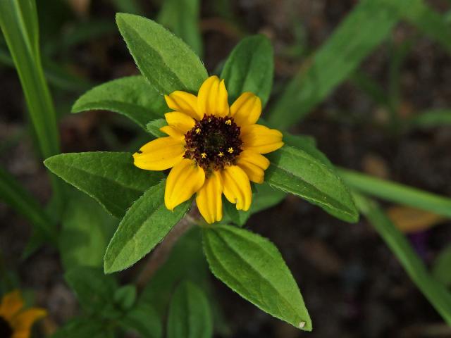 Sanvitalia procumbens Lam.