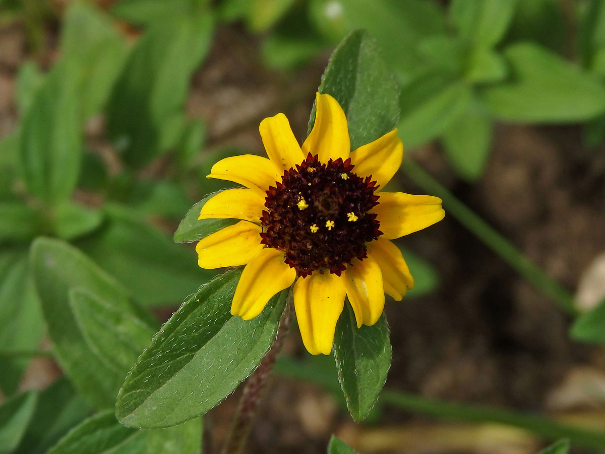 Sanvitalia procumbens Lam.