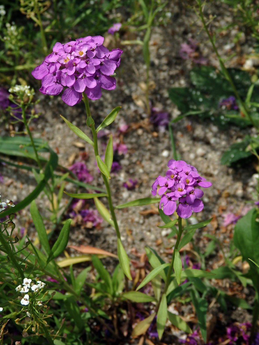 Iberka okoličnatá (Iberis umbellata L.)