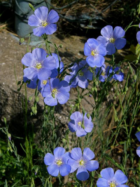 Len rakouský (Linum austriacum L.)