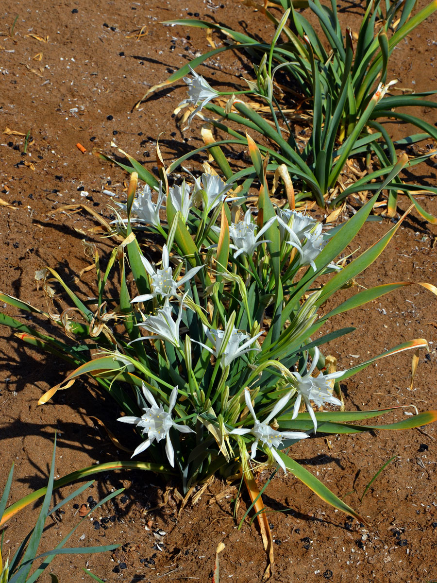 Lír pomořský (Pancratium angustifolium M. Roem.)