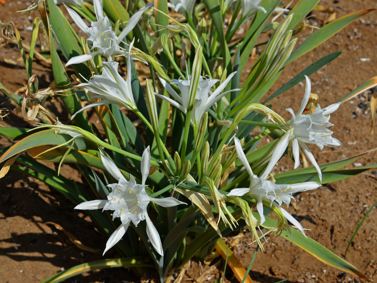 Lír pomořský (Pancratium angustifolium M. Roem.)