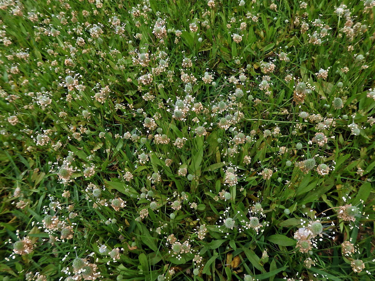 Jitrocel zaječí tlapka (Plantago lagopus L.)