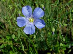 Len rakouský (Linum austriacum L.)