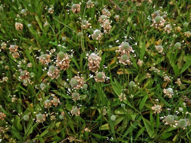 Jitrocel zaječí tlapka (Plantago lagopus L.)