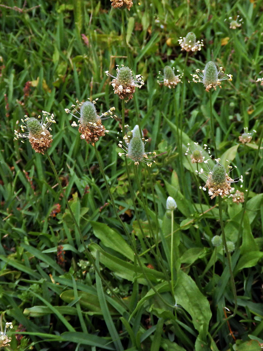 Jitrocel zaječí tlapka (Plantago lagopus L.)