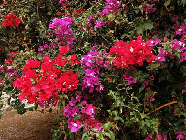 Bugenvilea lysá (Bougainvillea glabra Choisy)