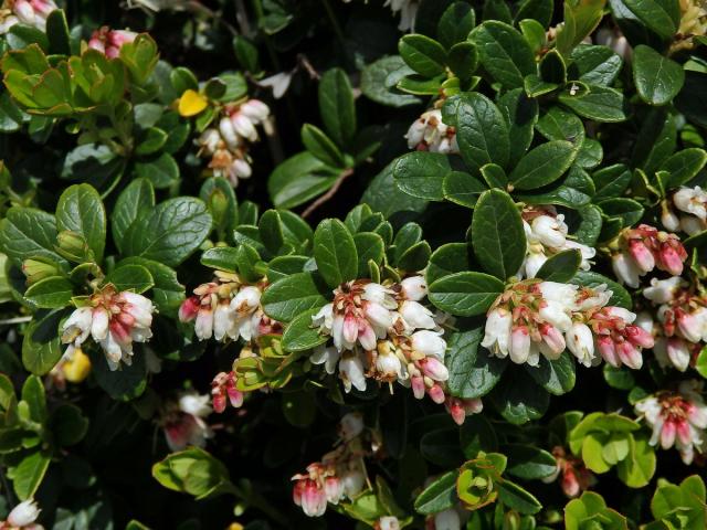 Brusnice brusinka (Vaccinia vitis-idaea L.)