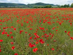 Mák vlčí (Papaver rhoeas L.)