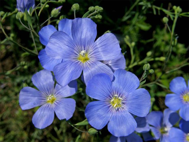 Len rakouský (Linum austriacum L.)