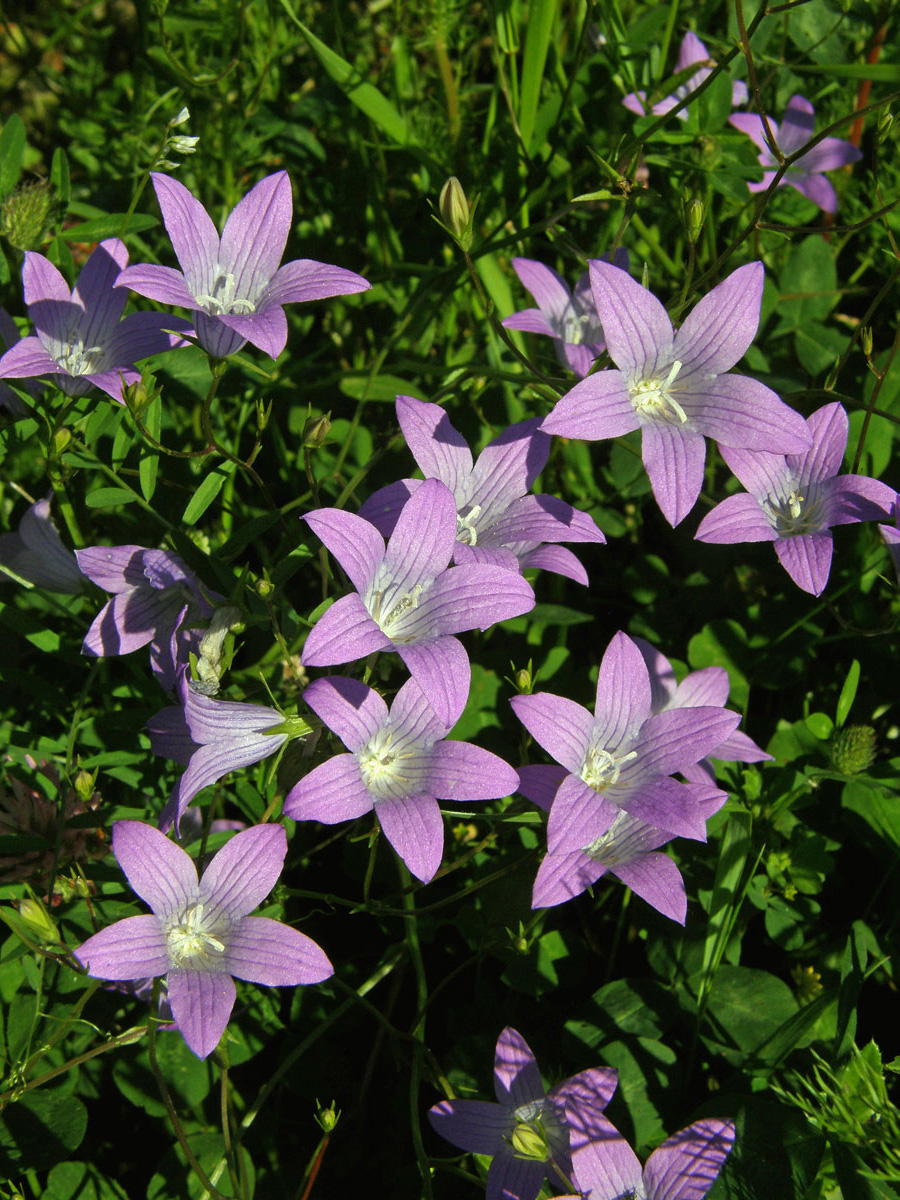 Zvonek rozkladitý (Campanula patula L.)