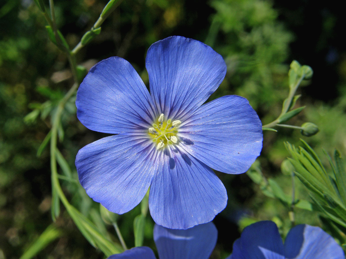 Len rakouský (Linum austriacum L.)