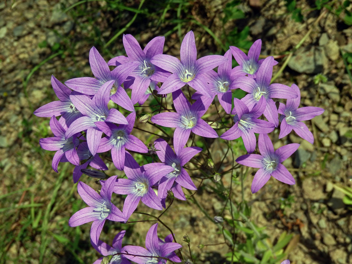 Zvonek rozkladitý (Campanula patula L.)