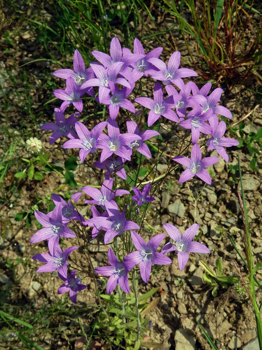 Zvonek rozkladitý (Campanula patula L.)