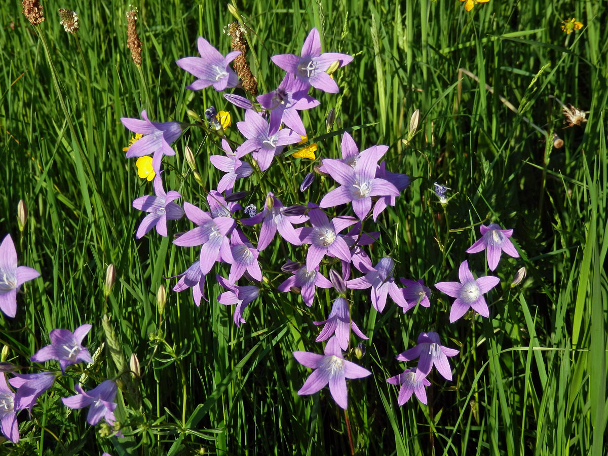 Zvonek rozkladitý (Campanula patula L.)