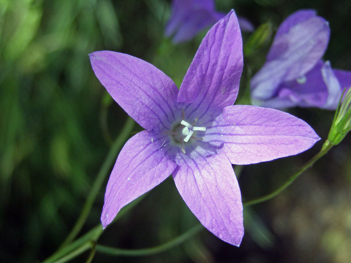 Zvonek rozkladitý (Campanula patula L.)