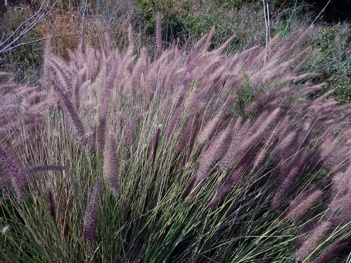 Dochan japonský (Pennisetum alopecuroides (L.) Spreng.)