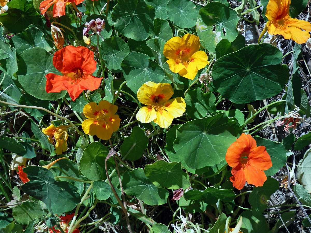 Lichořeřišnice větší (Tropaeolum majus L.)