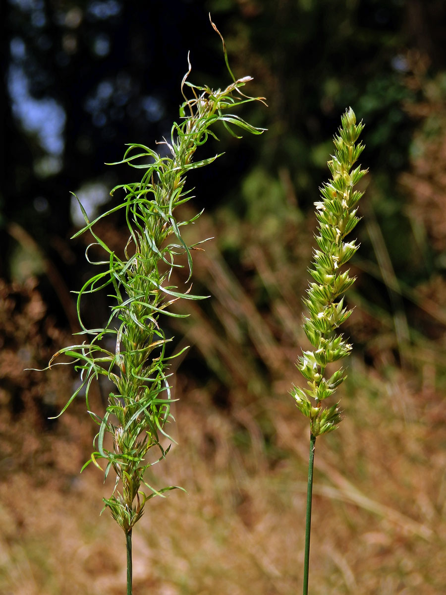 Poháňka hřebenitá (Cynosurus cristatus L.), proliferace květů