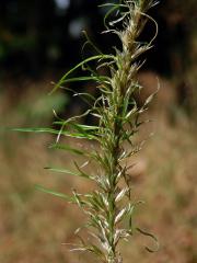 Poháňka hřebenitá (Cynosurus cristatus L.), proliferace květů